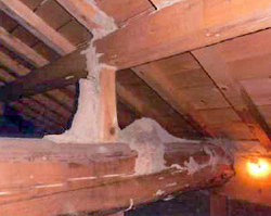 天井の被害